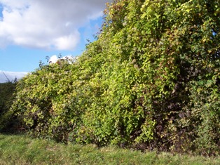 autumn hedgerow near Broxted