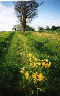 langley cowslips