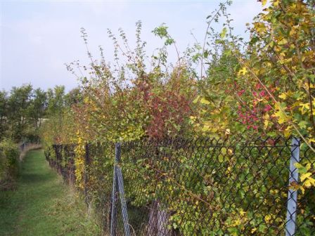 a colourful hedgerow