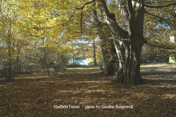 hatfield forest 2